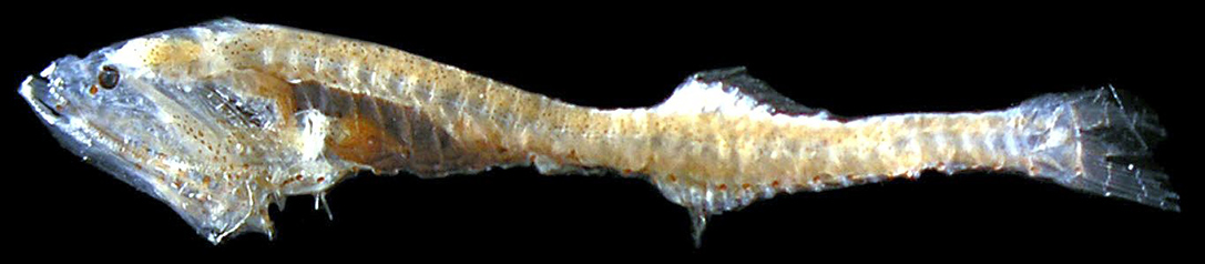 Cyclothone braueri_05.jpg